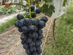 -马陆小张葡萄园农家乐