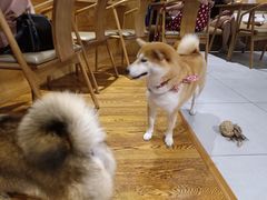 -柴务处·柴犬主题狗咖