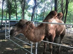 -长白岛森林公园