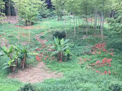 -大唐贡茶院