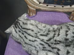 -宠爱国际动物医院·消化内科·心肾内科·ISFM猫友好(望京店)