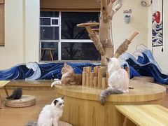 -猫にゃん · 猫的隐藏屋猫咖(麦地旗舰店)