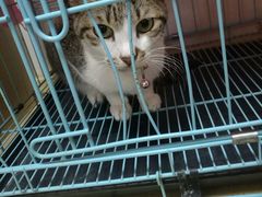 -瑞鹏宠物医院·骨科·猫科·内科(第一中心)