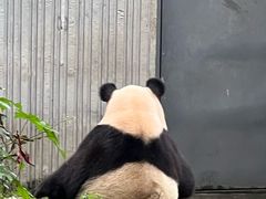 -卧龙中华大熊猫苑神树坪基地