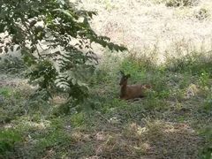 -北京麋鹿生态实验中心