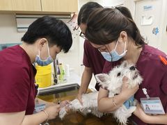 -美联众合动物医院·24h京西诊疗中心