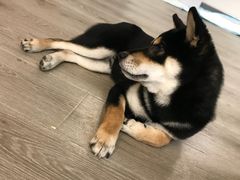 -浣熊柯尔鸭土拨鼠·电玩咖