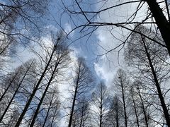 -东平国家森林公园
