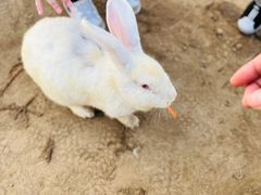 -前小桔亲子创意农场·草莓采摘·露营烧烤