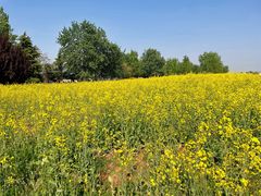 -汉长安城未央宫国家考古遗址公园