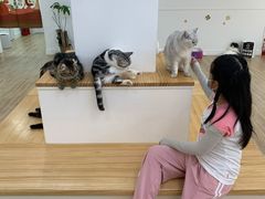 -李小姐の猫咖啡馆(五角场店)