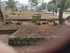 -奈良公园