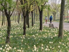 -上海滨江森林公园