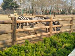 -大连森林动物园