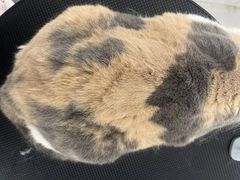 -comecome来吧宠物(奥克斯中心店)