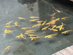 -觀芷隐轩