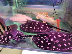 -华声天桥民俗文化园