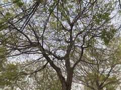 景点-济南国际园博园