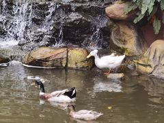 -吉隆坡雀鸟公园