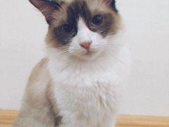 -李小姐の猫咖啡馆(五角场店)