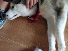 -Husky Go! 哈士奇体验馆·宠物咖啡厅狗咖