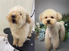 -BABIT巴比特宠物(MOMOPARK店)