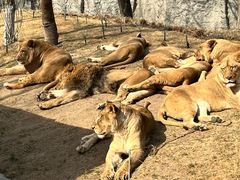 -北京野生动物园