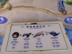 -广东惠东海龟国家级自然保护区