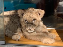 -大连森林动物园