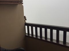 -三清山希尔顿度假酒店