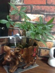 -美奇丝私人定制