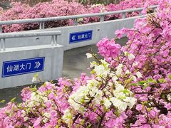 -深圳仙湖植物园-停车场