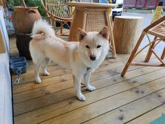 -Fruiffee Cafe 果啡派