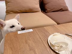 -柴务处·柴犬主题狗咖