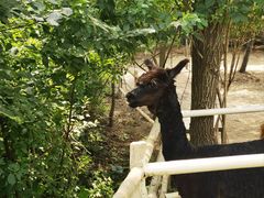 -沈阳森林动物园