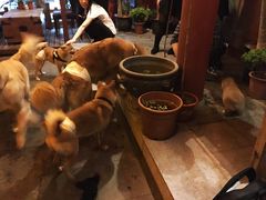 -百好乐宠物友好餐厅(朝外大街店)