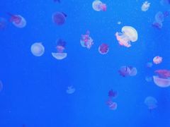 -福州罗源湾海洋世界旅游区