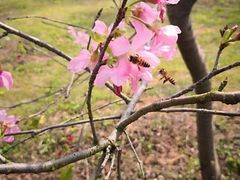 -天适樱花悠乐园