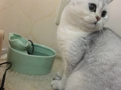 -伟伟宠物医院·CT影像中心·瑞派犬猫综合性门诊(汉口总院)