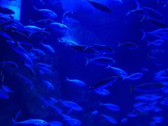 -太平洋海底世界