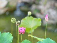 -皇罗禅寺