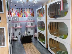 -青奢宠物·青奢猫舍