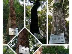 -九曜山