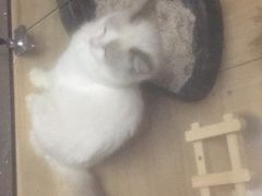 -猫狗日记·自助洗护·宠物寄养·售卖