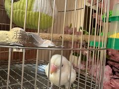 -小吊梨汤·北京菜·烤鸭(西直门凯德店)