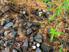 -莫尔道嘎国家森林公园