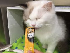 -凯特喵百思猫专科医院