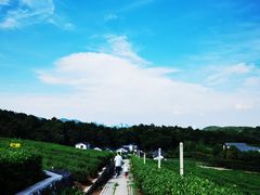 -中国茶叶博物馆(双峰馆区)