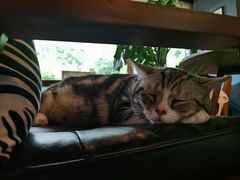 -咖法森林·咖啡  酒吧(天河店)