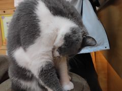 -滚猫咖啡·猫咖·猫友好撸猫(未来城店)